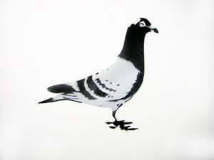 Stewy Pigeon